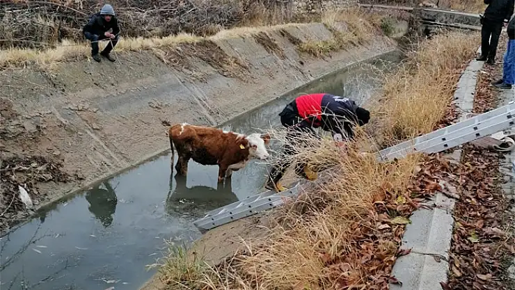 Şamran Kanalı'na düşen inek kurtarıldı