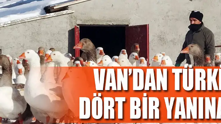 Van'dan Türkiye'nin dört bir yanına kaz eti