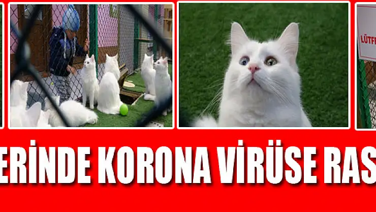 Van kedilerinde korona virüse rastlanmadı