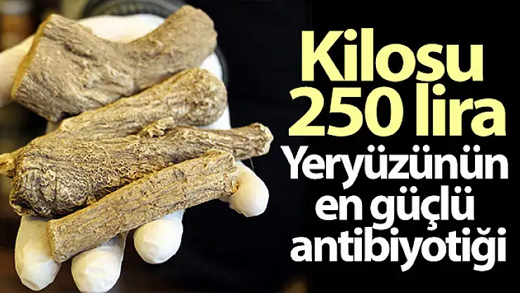 Yeryüzünün en güçlü antibiyotiğini biliyor musunuz?