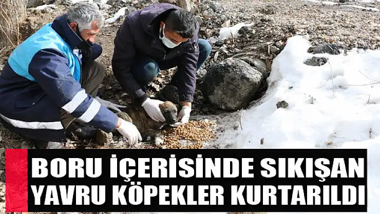 Boru içerisinde sıkışan yavru köpekler kurtarıldı