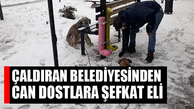 Çaldıran Belediyesinden can dostlara şefkat eli