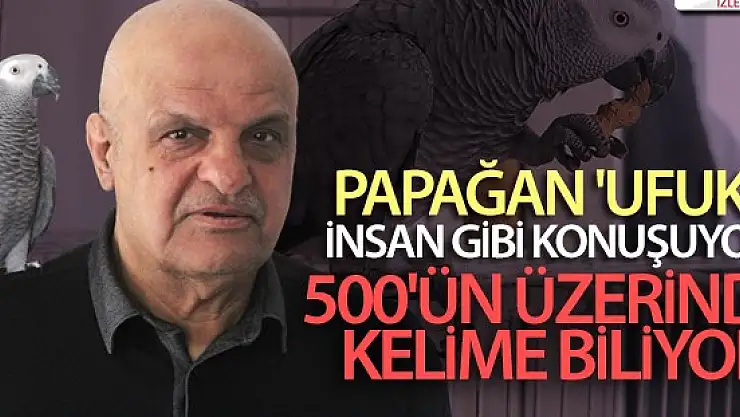 Bu papağan insan gibi konuşuyor