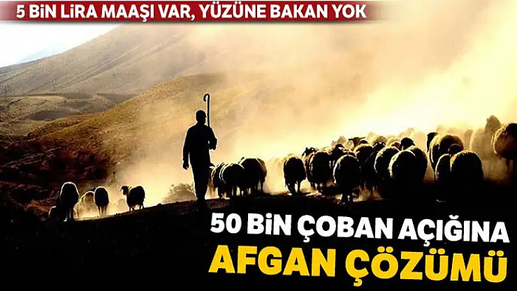 50 bin çoban açığına Afgan çözümü