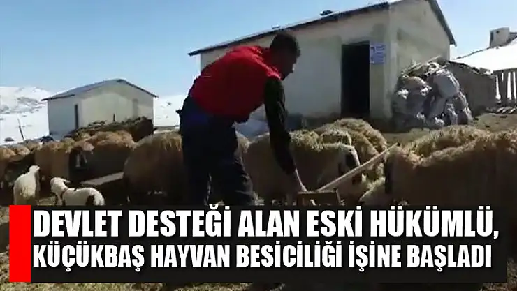 Devlet desteği alan eski hükümlü, küçükbaş hayvan besiciliği işine başladı