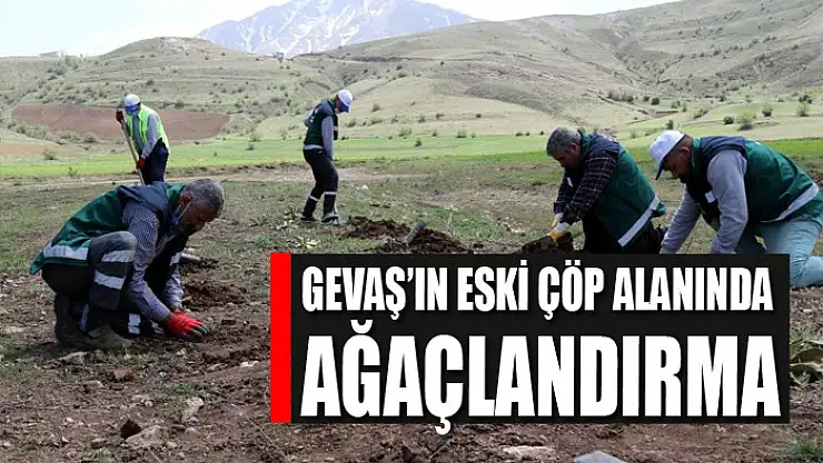 Gevaş'ın eski çöp alanında ağaçlandırma