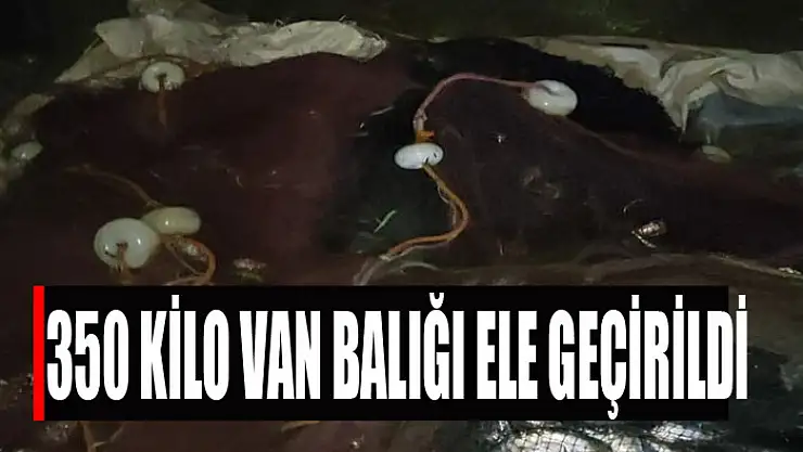 350 kilo Van balığı ele geçirildi