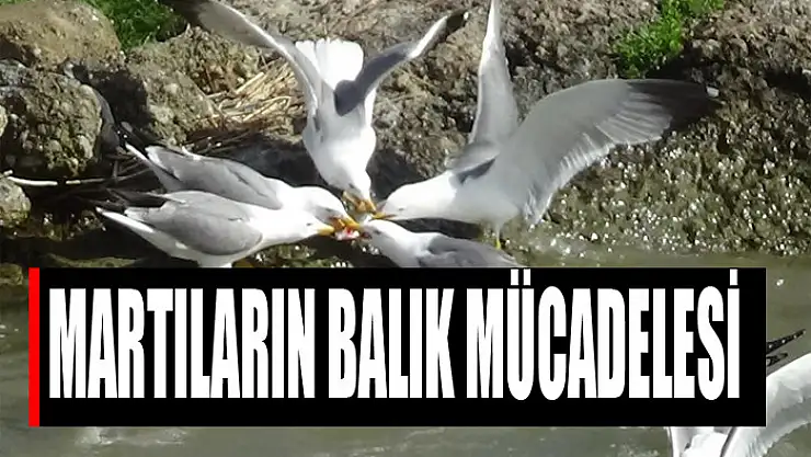 Martıların balık mücadelesi