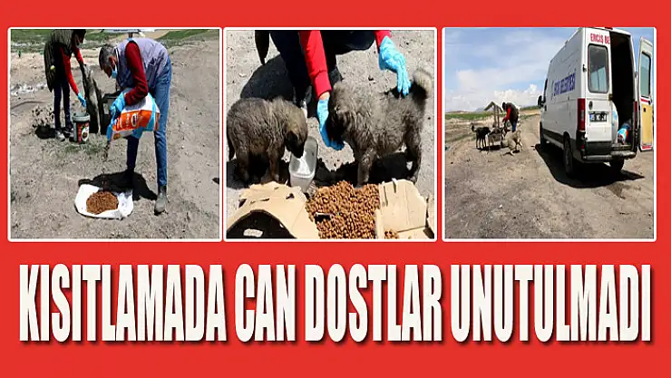 Kısıtlamada can dostlar unutulmadı