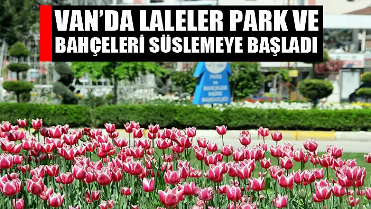 Van'da laleler park ve bahçeleri süslemeye başladı