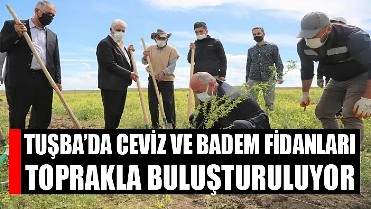 Tuşba'da ceviz ve badem fidanları toprakla buluşturuluyor