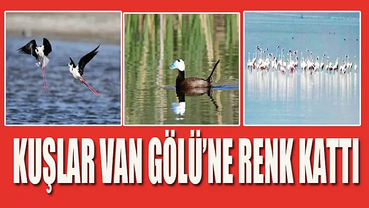 KUŞLAR VAN GÖLÜ'NE RENK KATTI