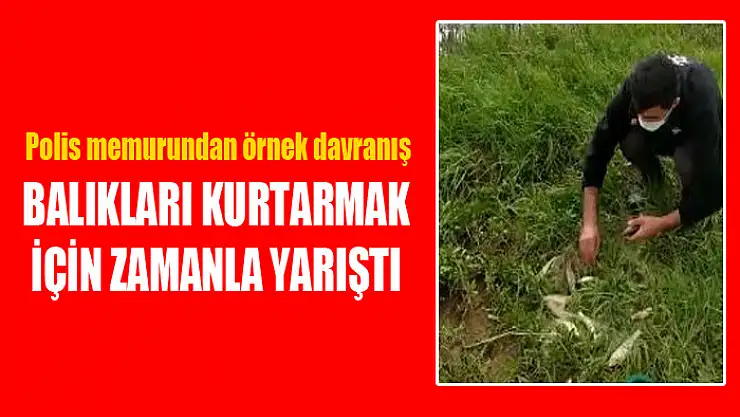 Balıkları kurtarmak için zamanla yarıştı