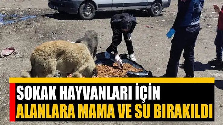 Sokak hayvanları için alanlara mama ve su bırakıldı