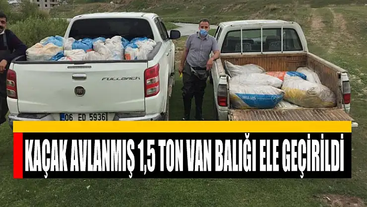Kaçak avlanmış 1,5 ton Van balığı ele geçirildi