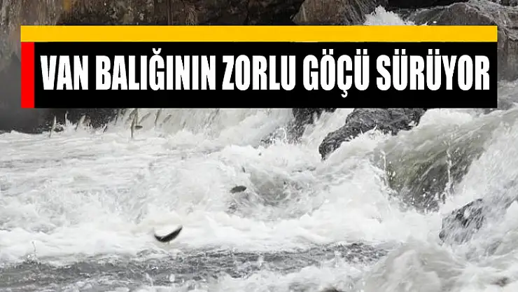Van balığının zorlu göçü sürüyor