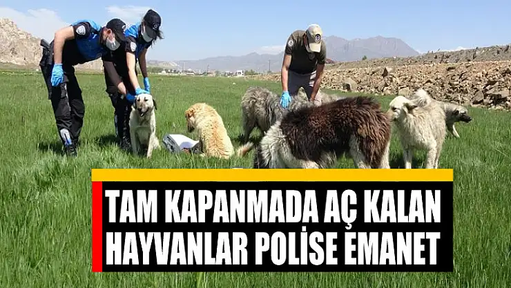 Tam kapanmada aç kalan hayvanlar polise emanet