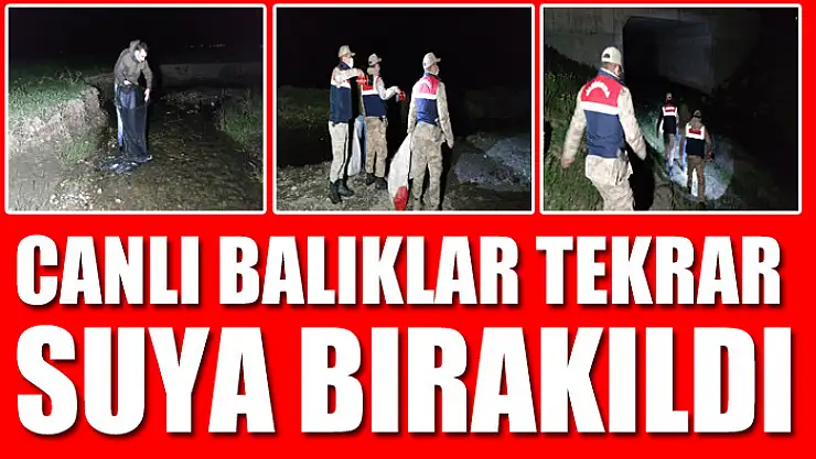 Kaçak avlanan canlı balıklar tekrar suya bırakıldı