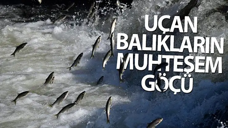 Uçan balıkların muhteşem göçü