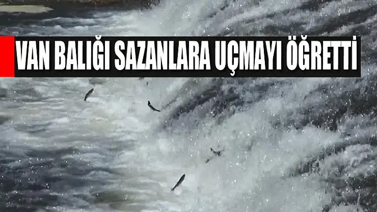 Van balığı sazanlara uçmayı öğretti