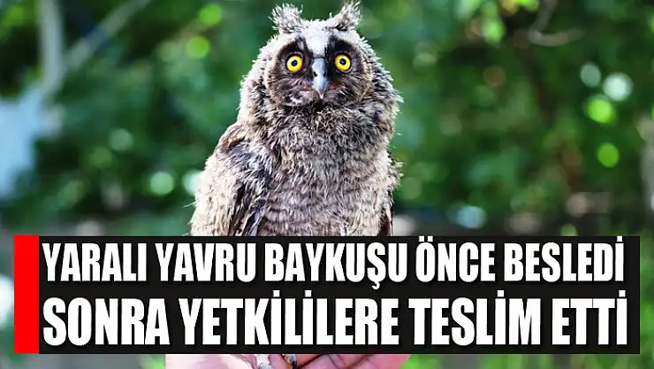 Yaralı yavru baykuşu önce besledi sonra yetkililere teslim etti