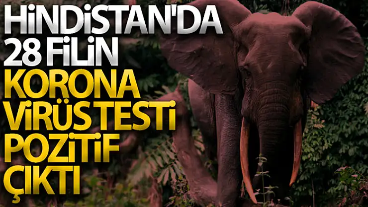 Hindistan'da 28 filin korona virüs testi pozitif çıktı