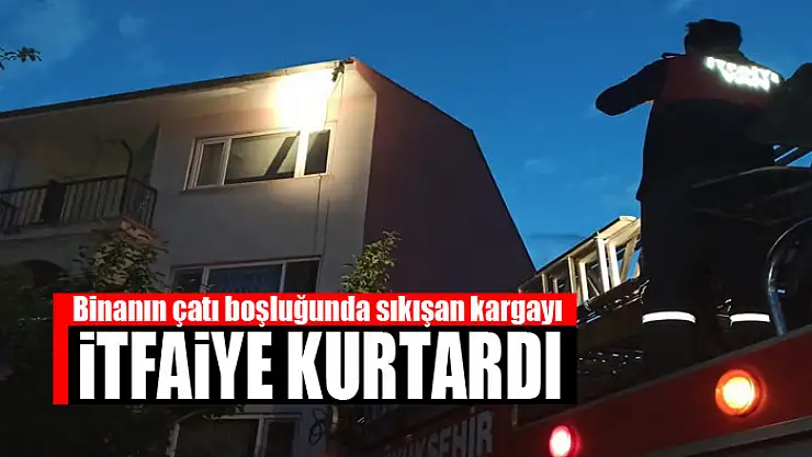Binanın çatı boşluğunda sıkışan kargayı itfaiye kurtardı