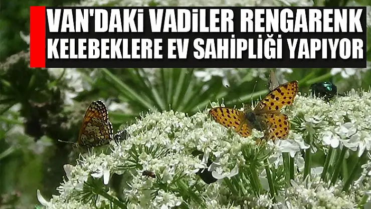 Van'daki vadiler rengarenk kelebeklere ev sahipliği yapıyor