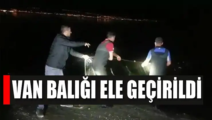 Van balığı ele geçirildi