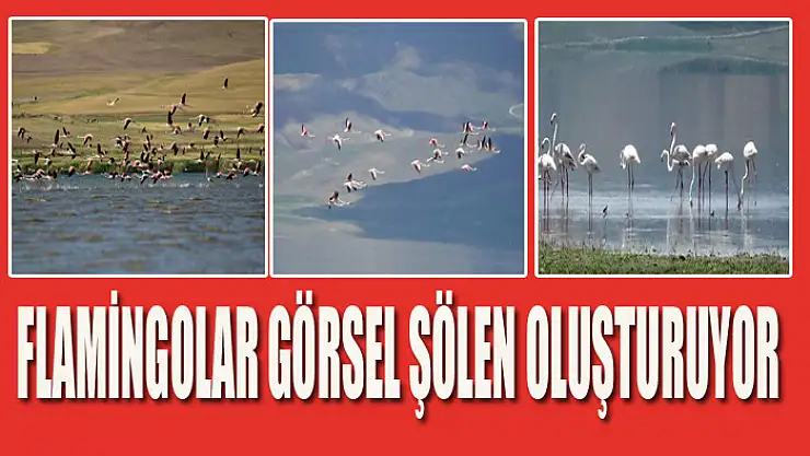 Flamingolar görsel şölen oluşturuyor