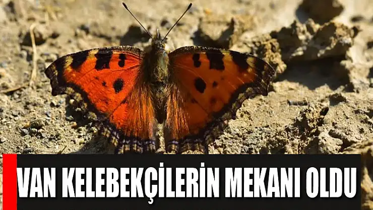 Van kelebekçilerin mekanı oldu
