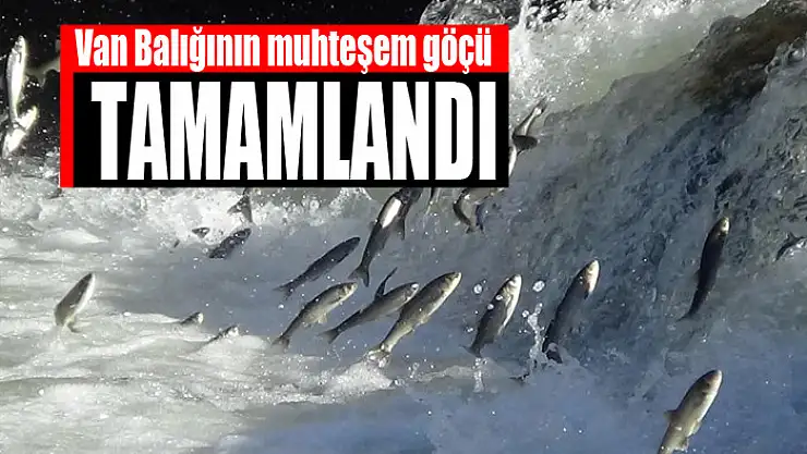 Van Balığının muhteşem göçü tamamlandı