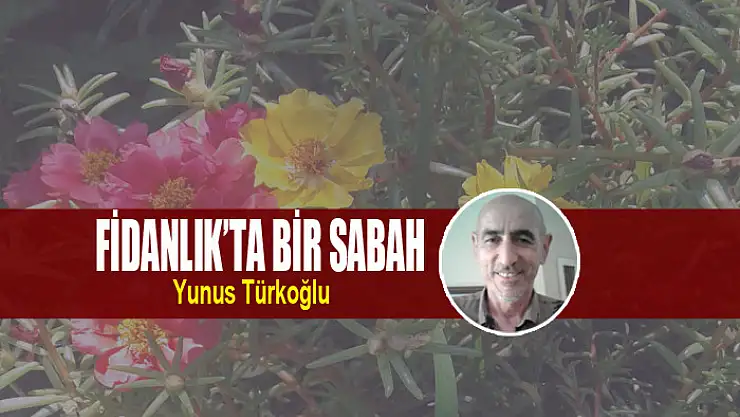 Fidanlık'ta Bir Sabah