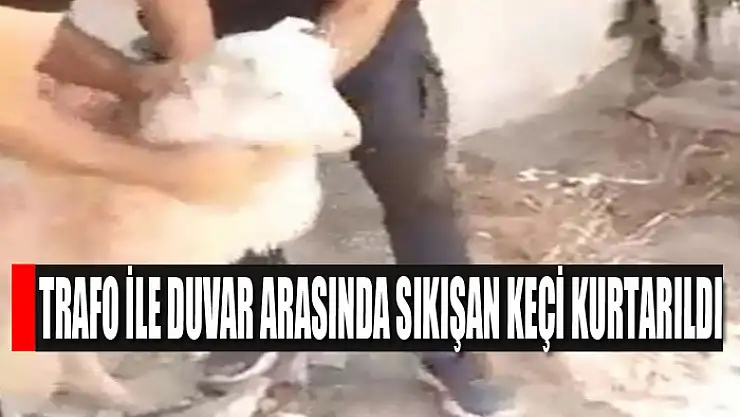 Trafo ile duvar arasında sıkışan keçi kurtarıldı