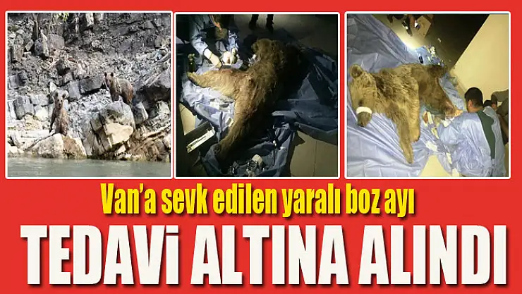 Van'a sevk edilen yaralı boz ayı tedavi altına alındı