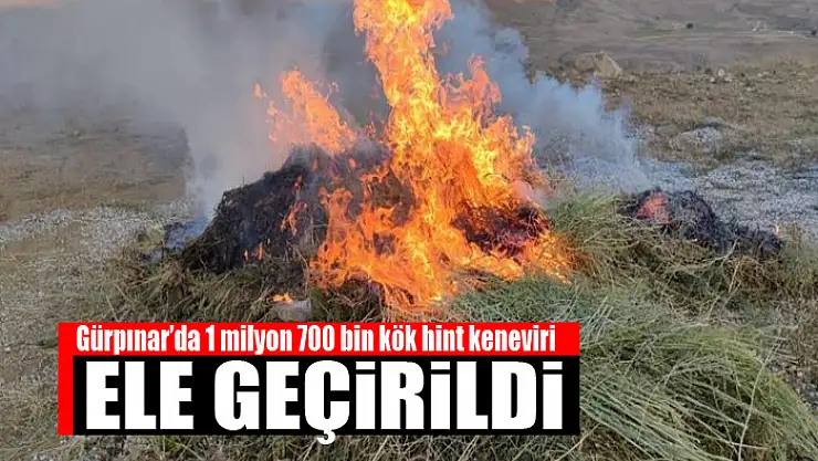 Gürpınar'da 1 milyon 700 bin kök hint keneviri ele geçirildi