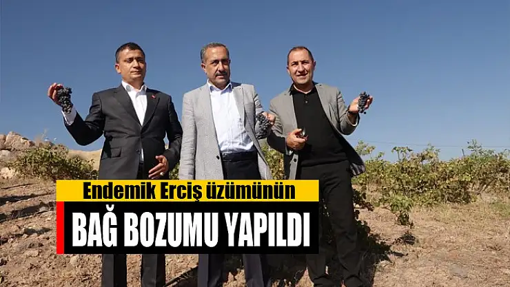 Endemik Erciş üzümünün bağ bozumu yapıldı