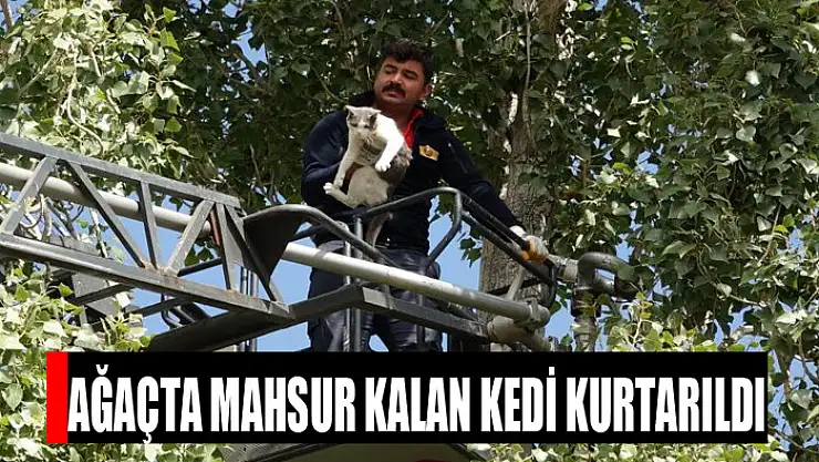 Ağaçta mahsur kalan kedi kurtarıldı