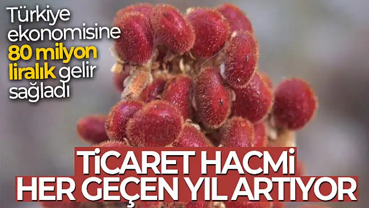 Sumak 2020 yılında Türkiye ekonomisine 80 milyon liralık gelir sağladı