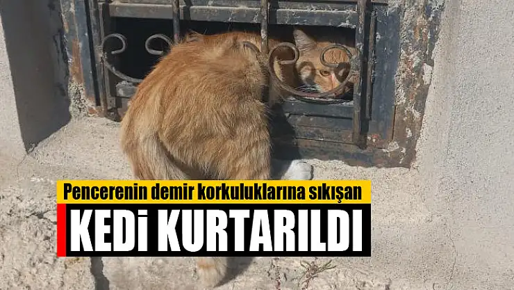 Pencerenin demir korkuluklarına sıkışan kedi kurtarıldı