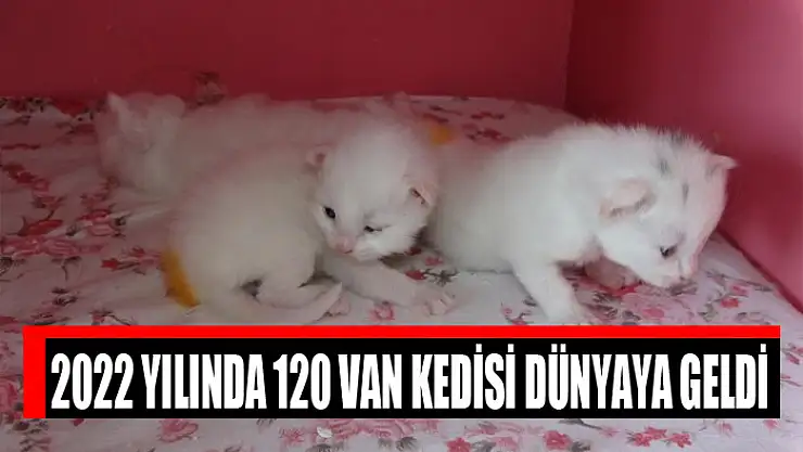 2022 yılında 120 Van kedisi dünyaya geldi