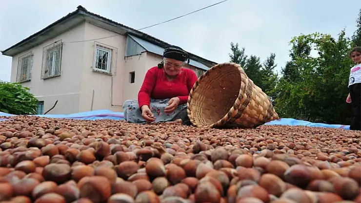 AB ülkelerine 12 bin 851 ton fındık gönderildi
