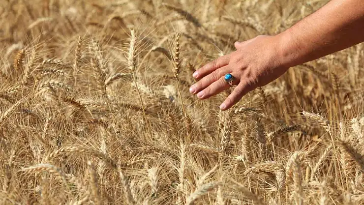 ABD Tarım Bakanlığı Türkiye buğday üretimini 16,3 milyon ton bekliyor