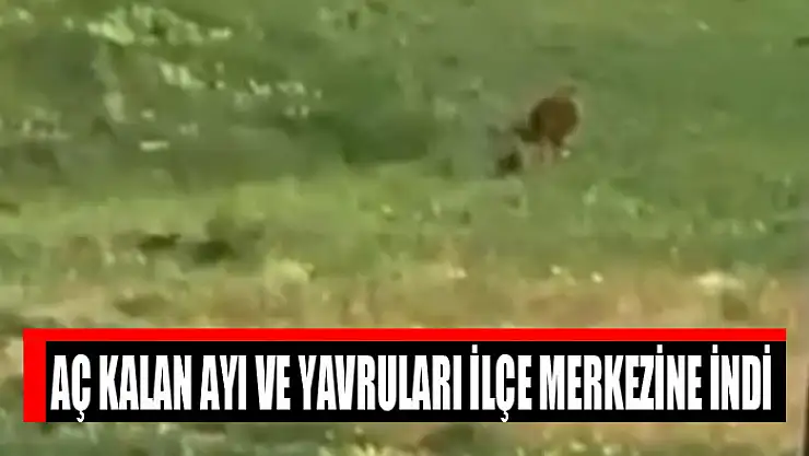 Aç kalan ayı ve yavruları ilçe merkezine indi