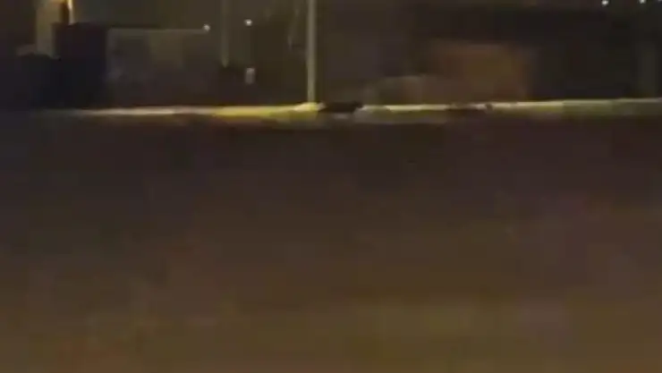 Aç kalan kurtlar şehir merkezine indi