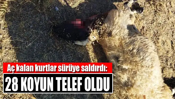 Aç kalan kurtlar sürüye saldırdı: 28 koyun telef oldu