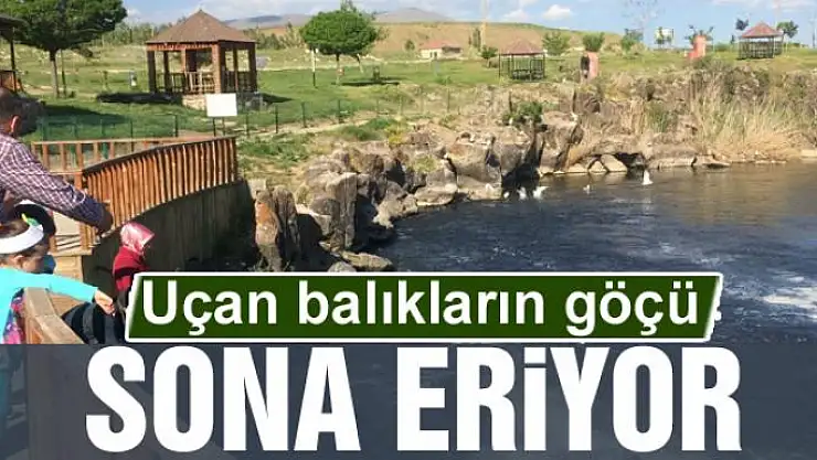 Uçan balıkların göçü sona eriyor 