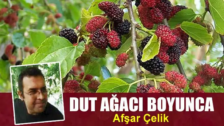 Dut ağacı boyunca