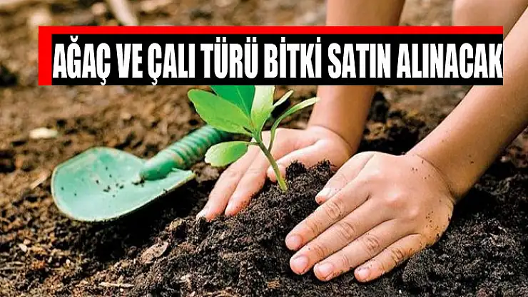 Ağaç ve çalı türü bitki satın alınacak