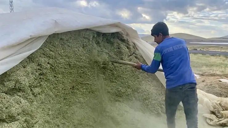 Ağrı'da besiciler kış hazırlıklarına başladı